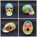 PNT-0153 Colored Life-Size Plastic Medical Anatomical Human Skull Model For Sale